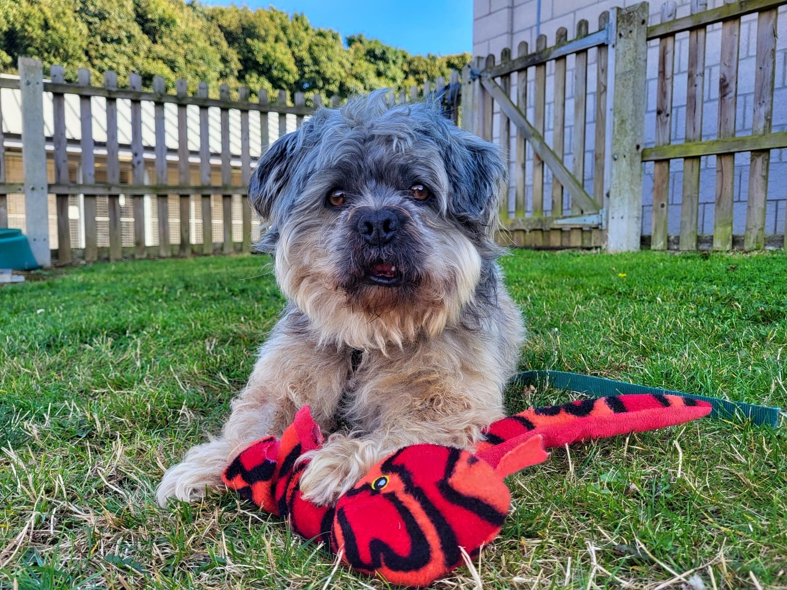 Lonely Dog Who Spent Life in Windowless Kennel Needs Loving Home