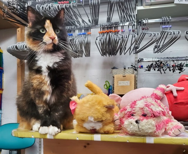 Bean the cat with stuffed cat toys