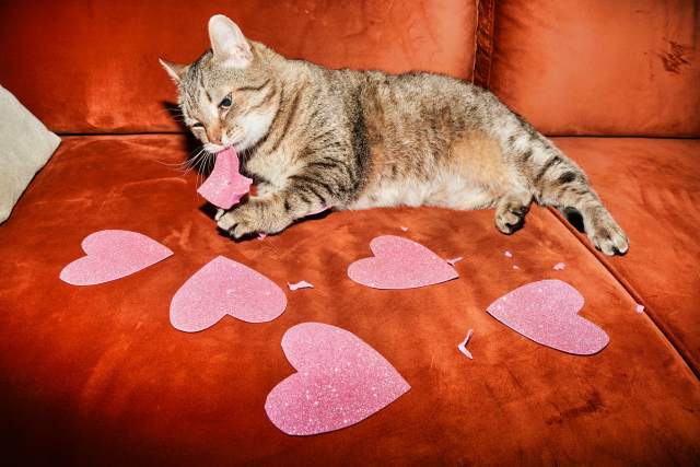 cat and hearts