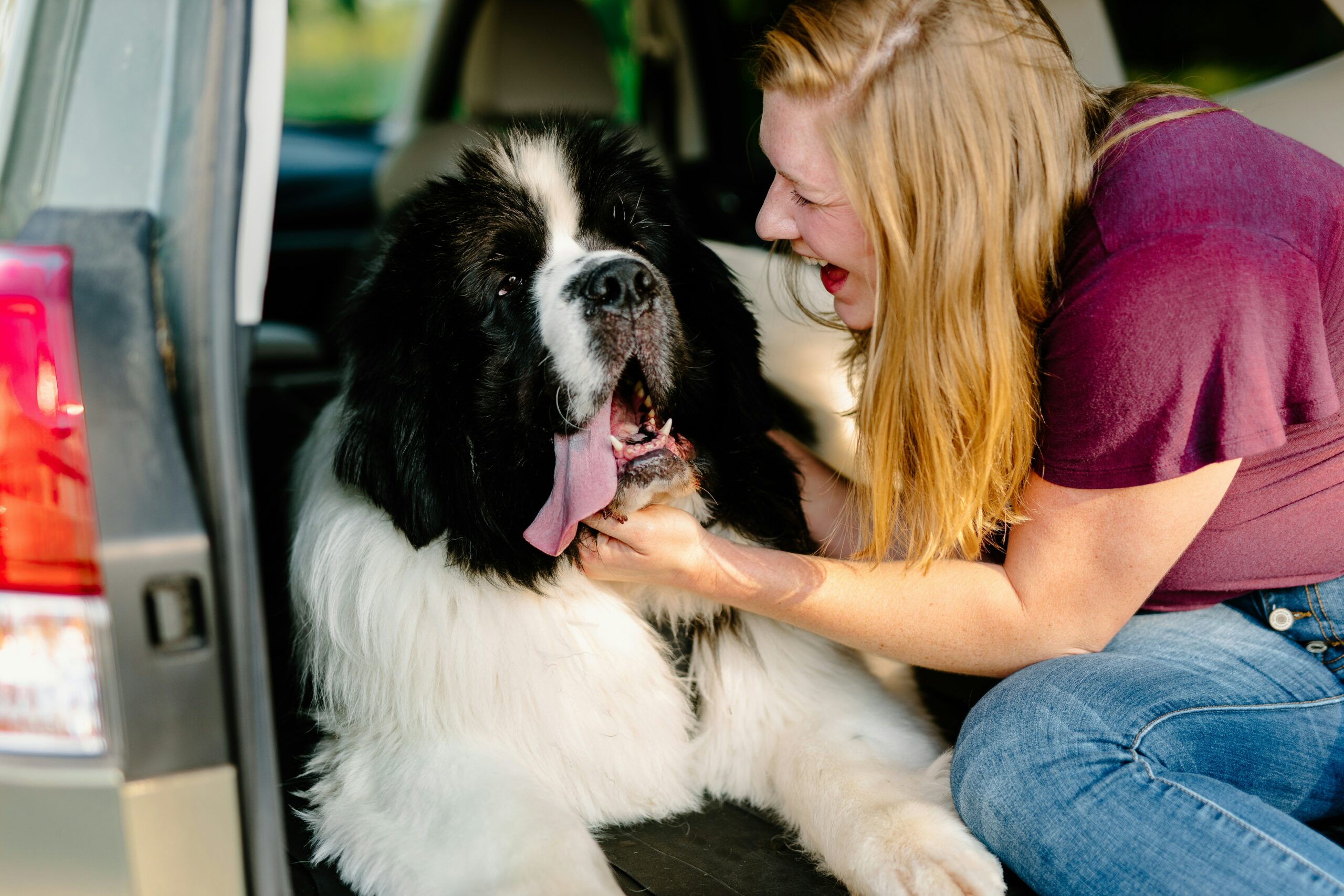 big dog being petted by woman