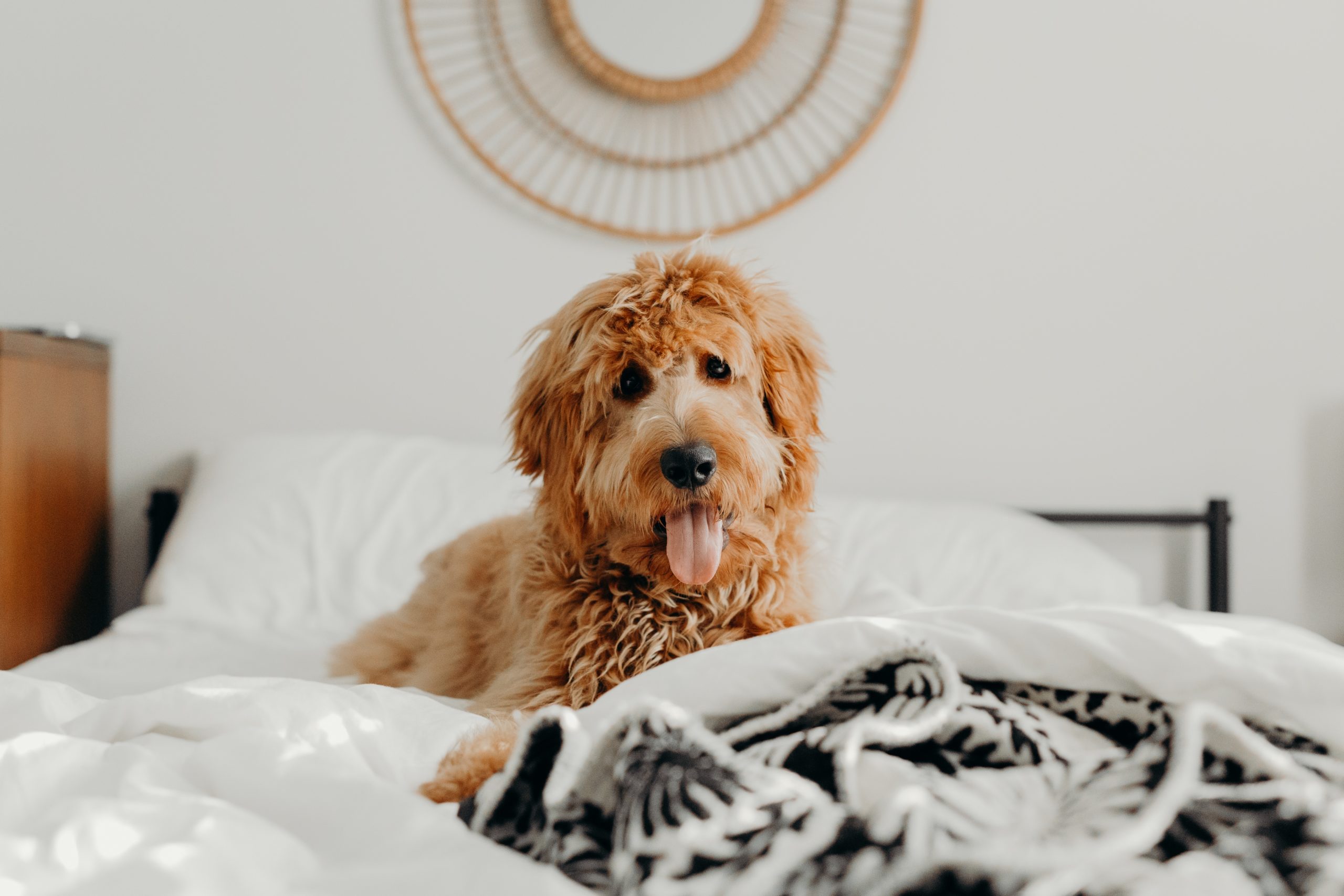 dog on bed