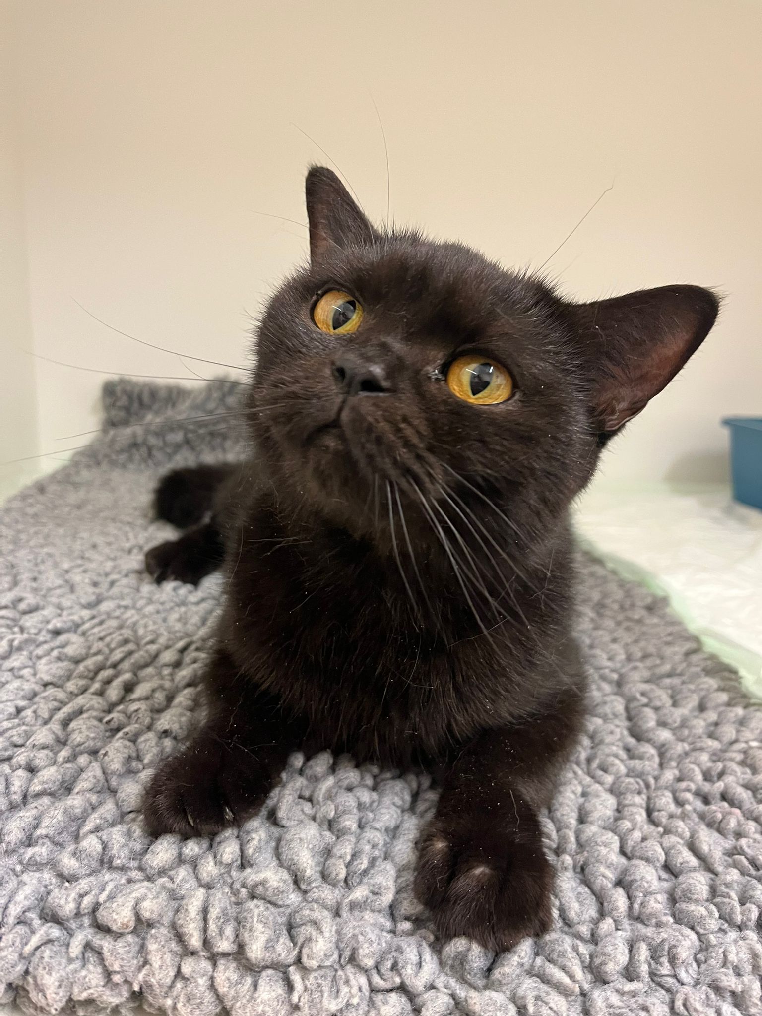 Heartbreaking New Statistics Show Shocking Rise in Cruelty to Cats