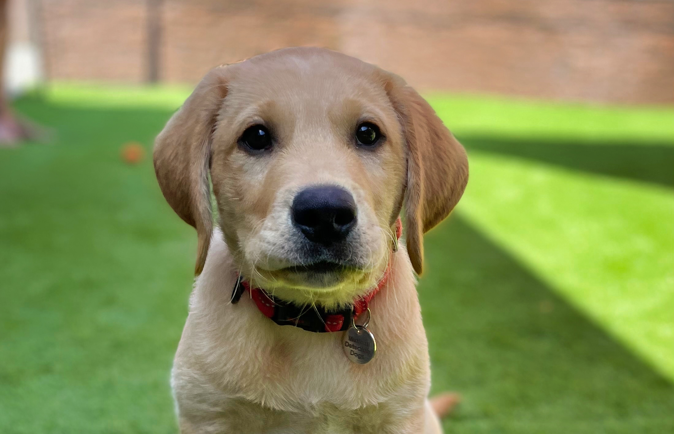 From Rescue Pup To Trainee Lifesaver: Chilli’s Journey Begins
