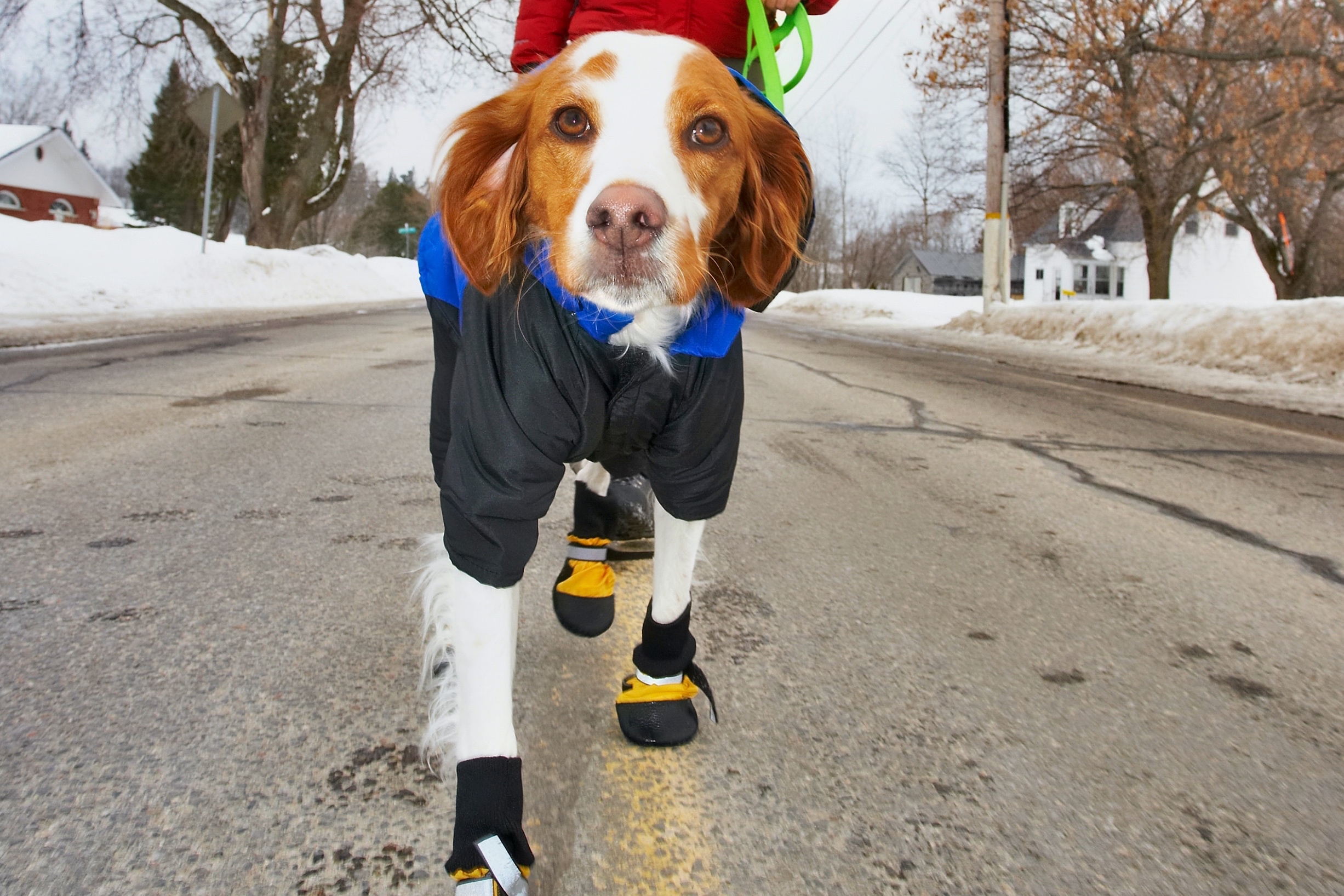 Expert Explains Your Dog Feels The Cold Just As Much As YouÂ
