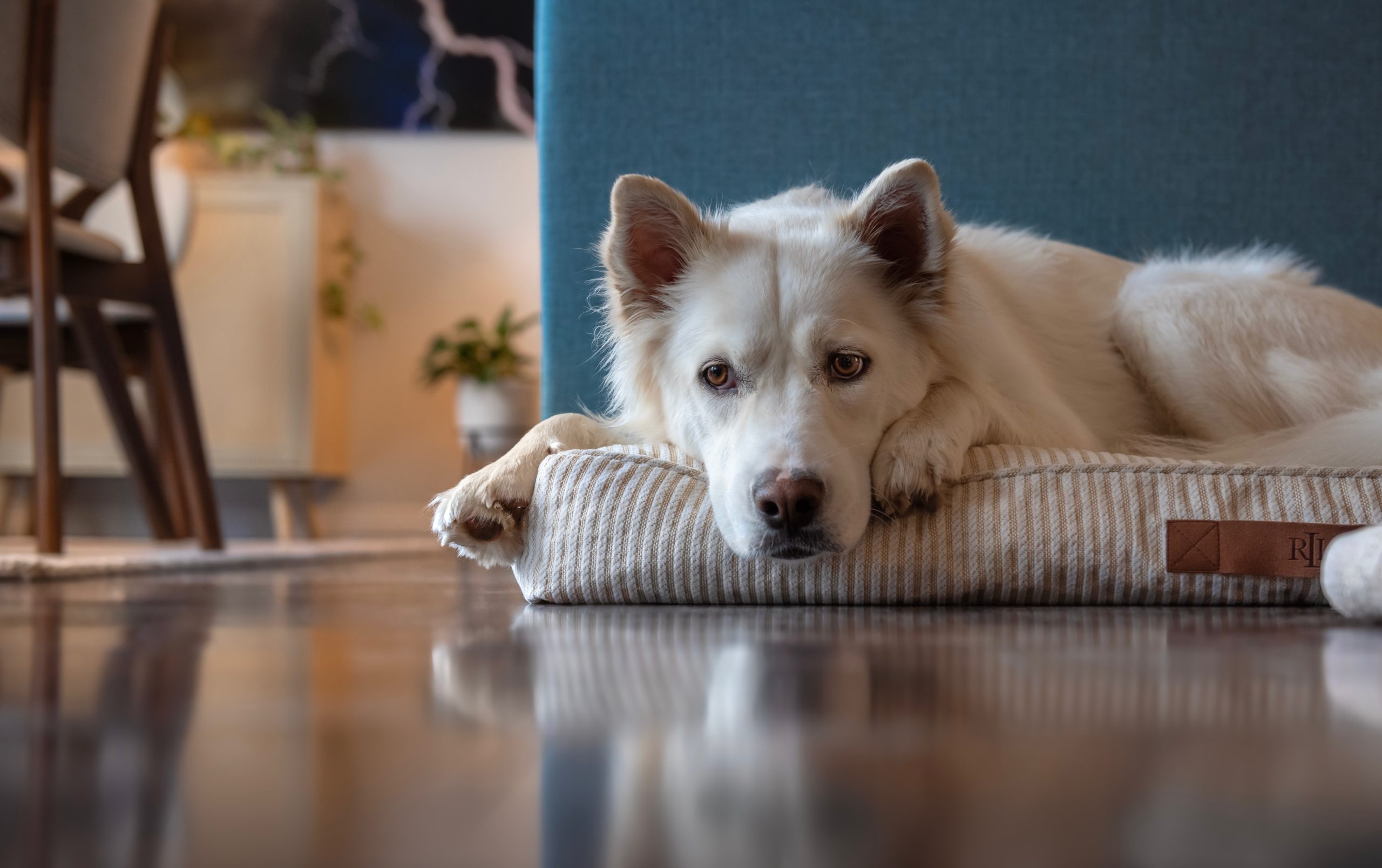 Dog Expert Reveals How to Boost Your Dog’s Mood this Blue Monday