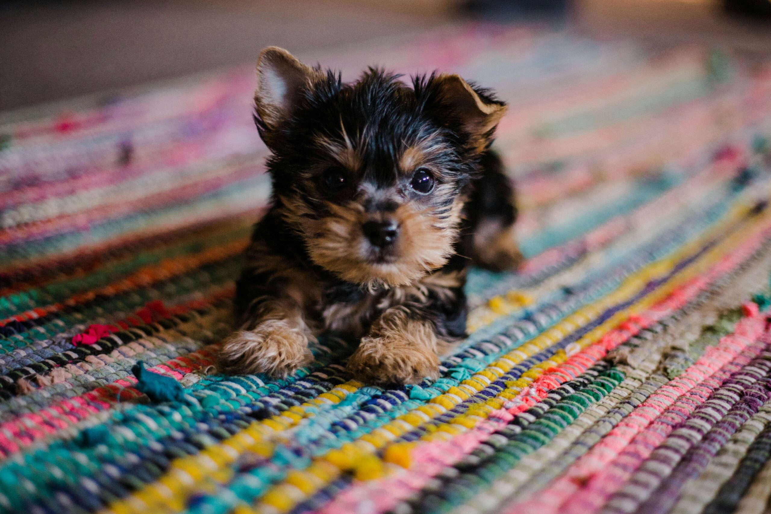 Yorkie puppy