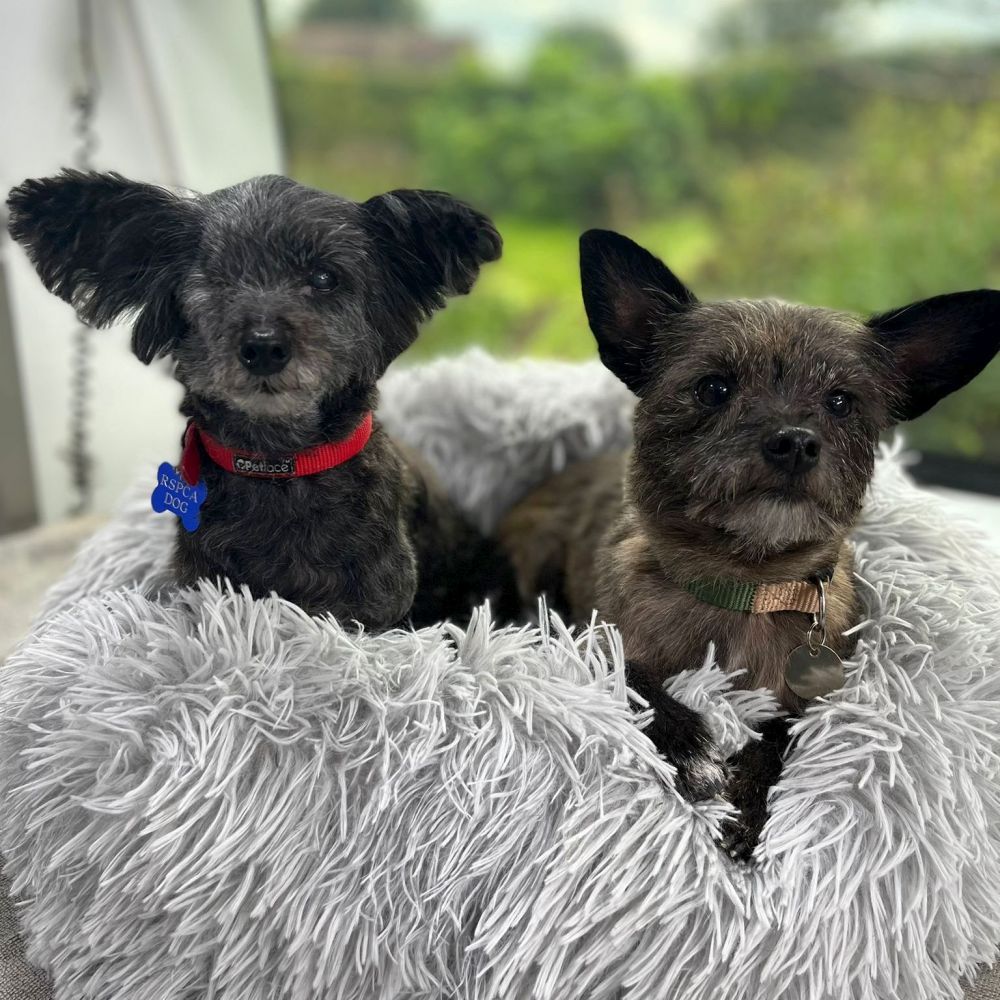 Dumped Matted and Underweight Dogs Undergo Amazing TransformationÂ