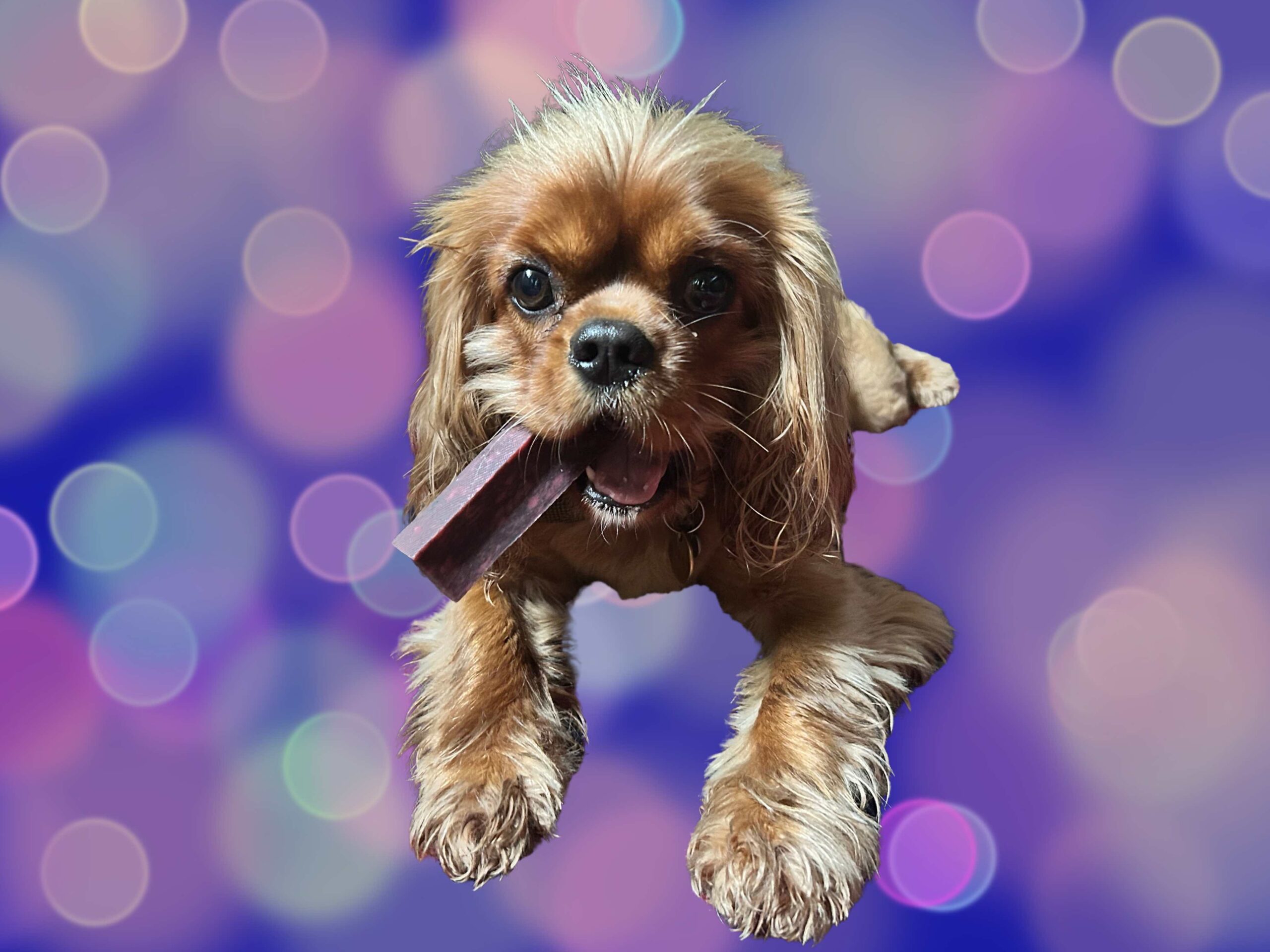 VIDEO: Rowan Reviews: Yakers Cranberry Dog Chew