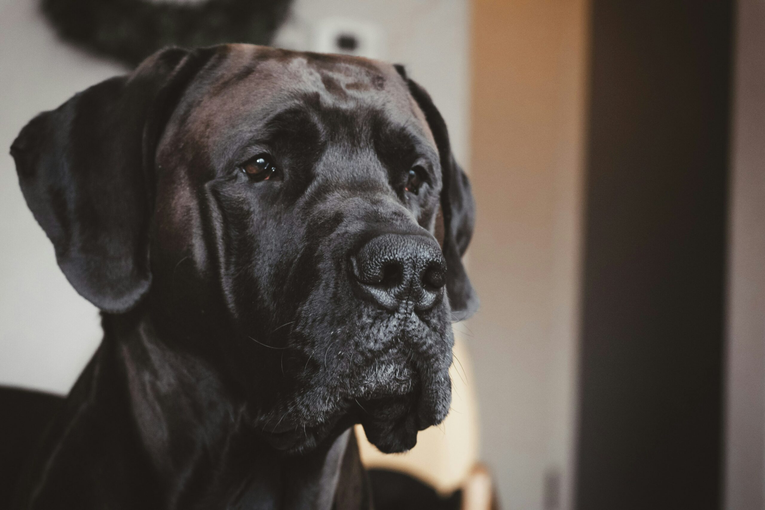 Rising Costs Deter Adopters, Leaving Larger Dogs Waiting Longer for Homes