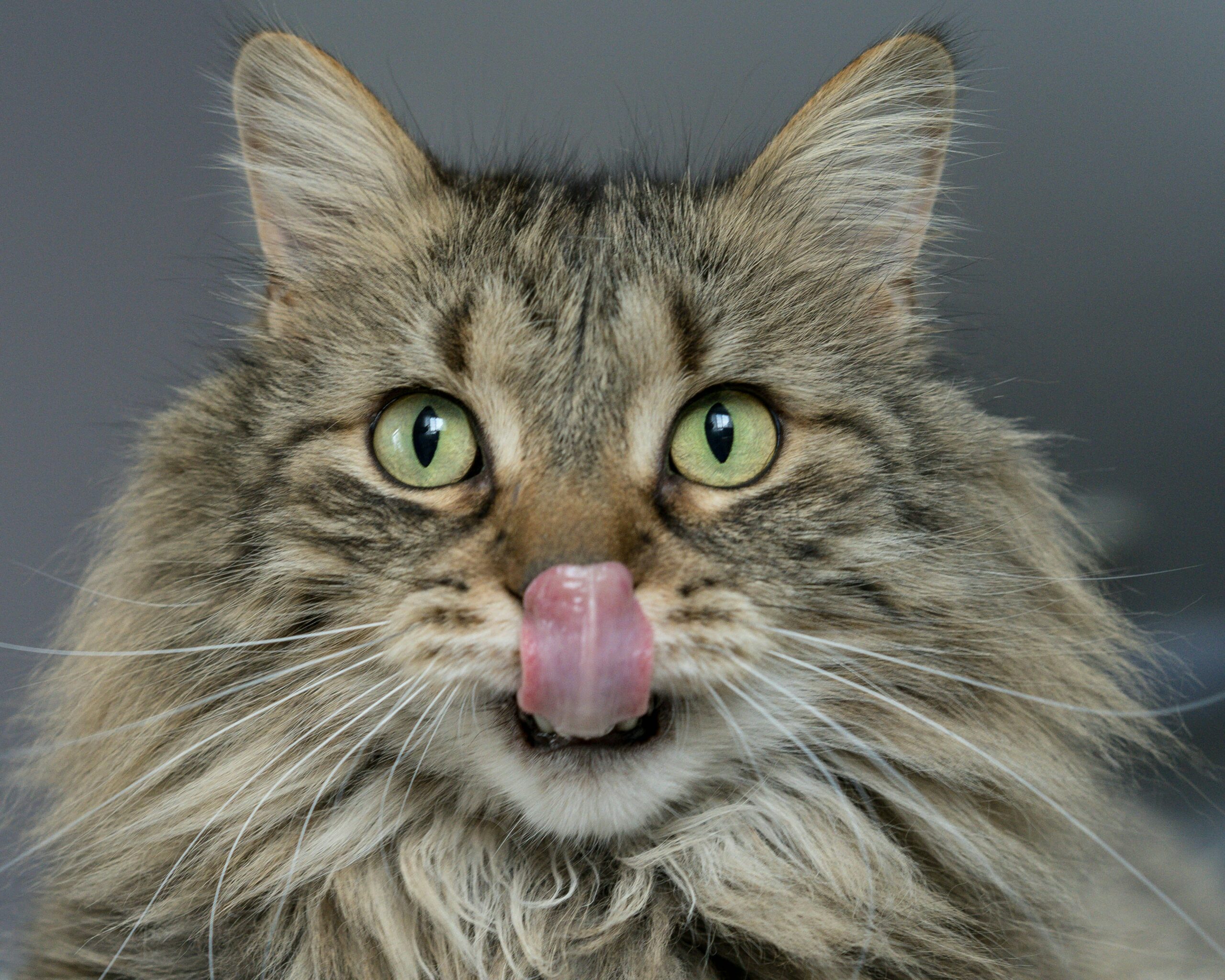 cat licking its lips
