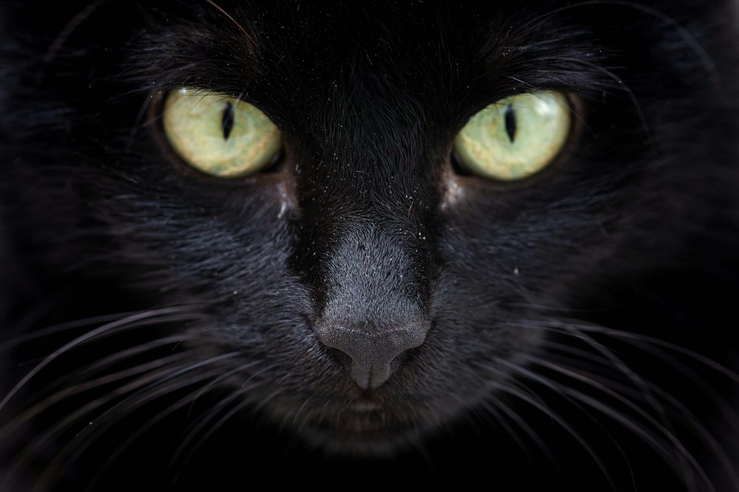 Feline Spooky? Why Gen Z Is All About Avoiding Black Cats This Halloween