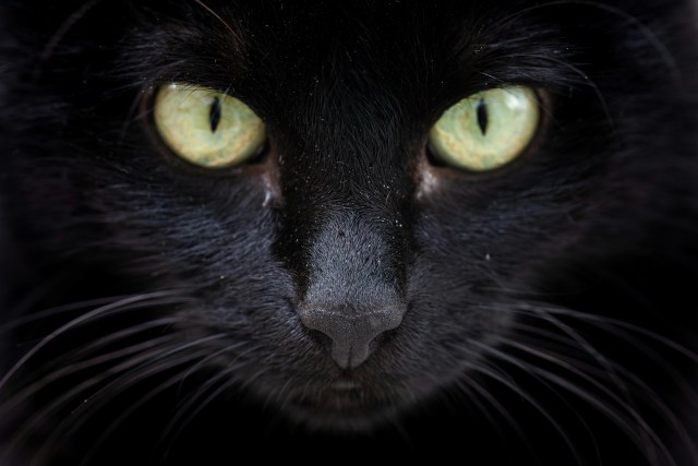 Face of black cat staring intensely