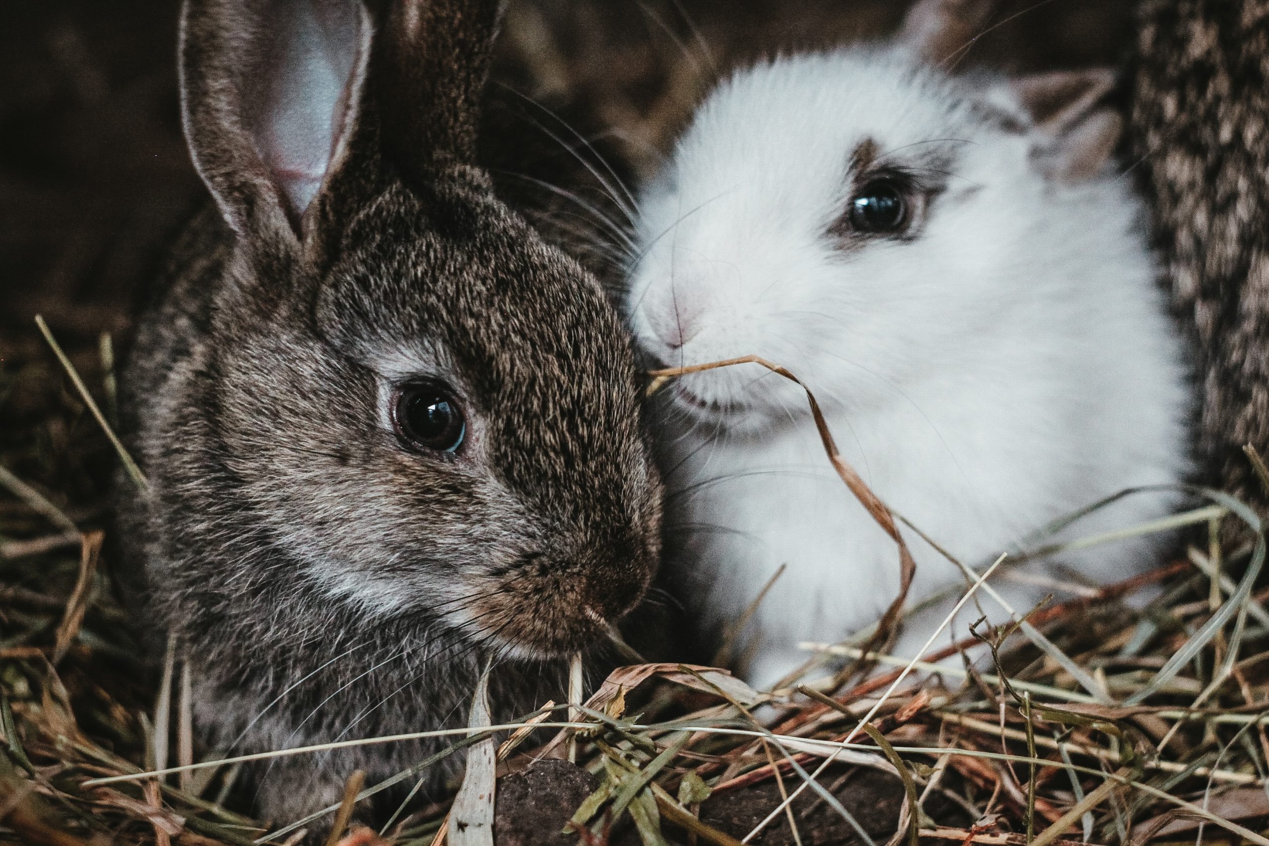 rabbits