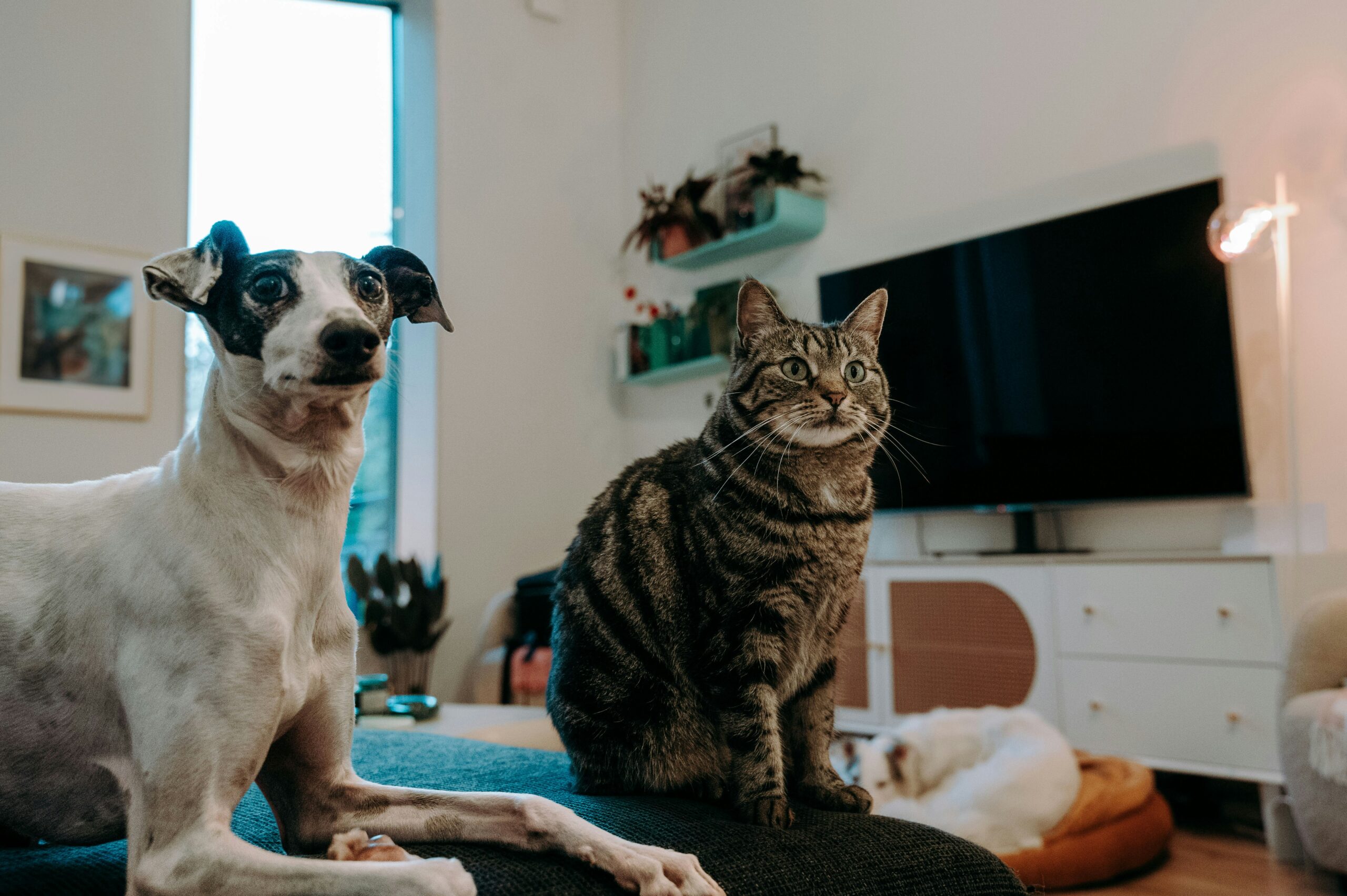Insight: How Pet Accessories Are Changing the Way We Spoil Our Pets