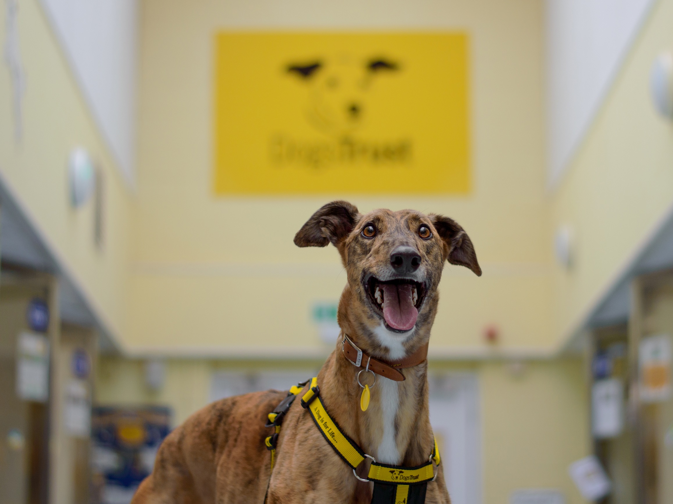 greyhound