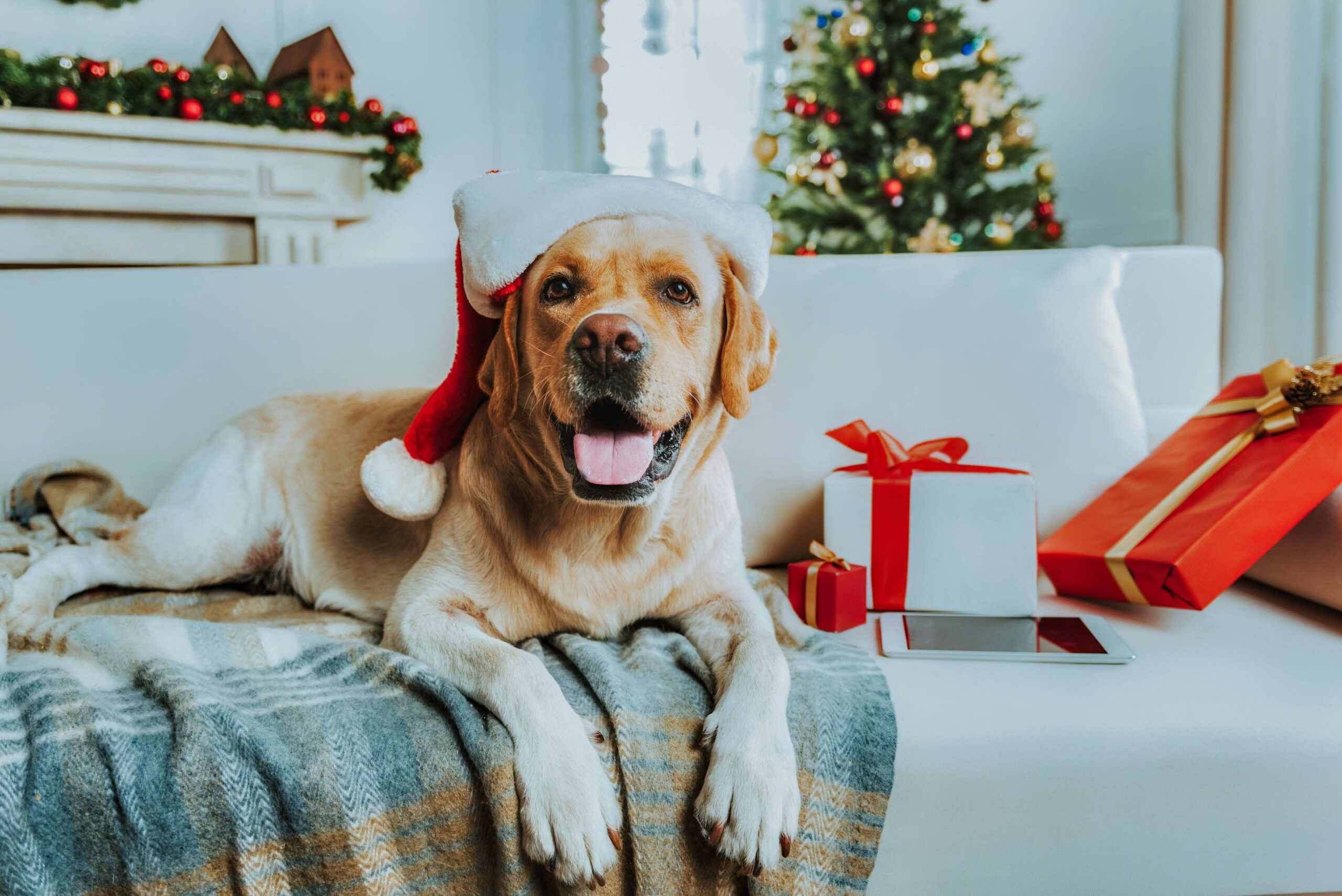 Caring for Pets This Christmas: Plans, Rescues, and Second Chances