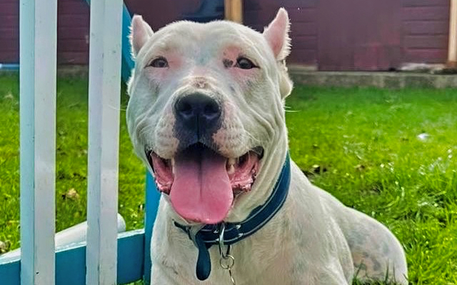 Sign Language Superstar! Deaf Dog Polo is Ready for Her Forever Home