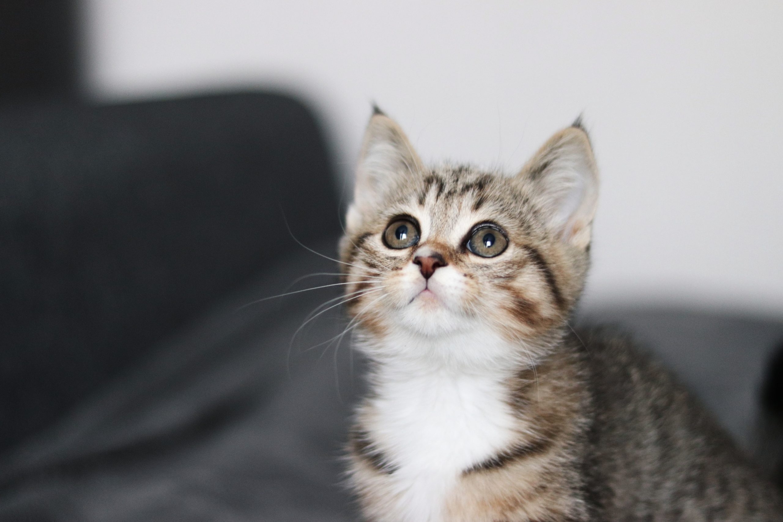 kitten